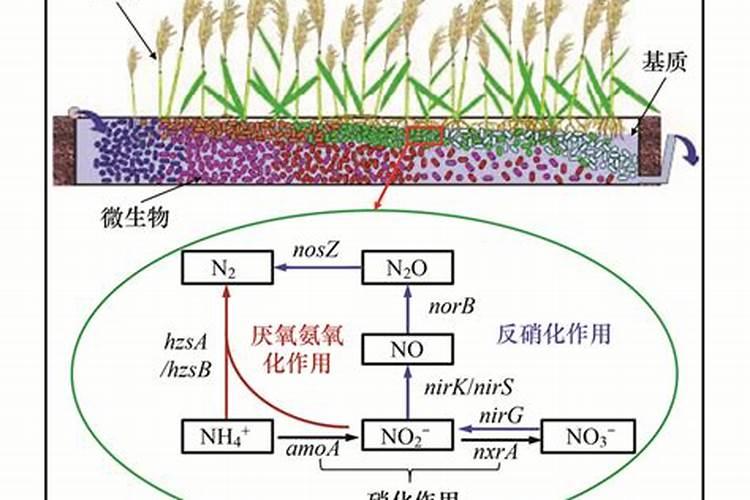 磷肥氮肥钾肥各使用于哪些植物？？