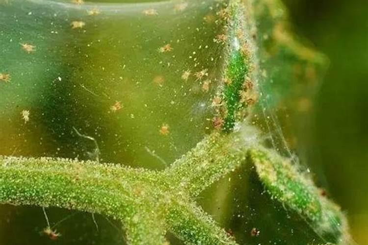 防治红蜘蛛,农药方面怎么应对呢？