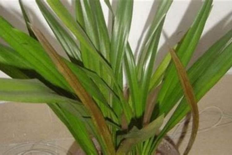 墨兰喜肥吗 喜欢施什么肥料