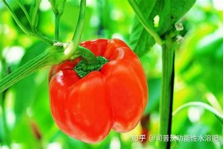 辣椒怎么施肥？