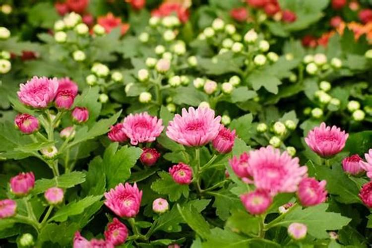 菊花用什么肥料最好抗白菊？