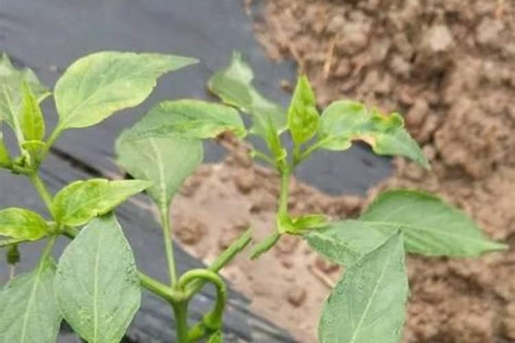 辣椒初花期每亩滴二公斤半高钾肥合适吗