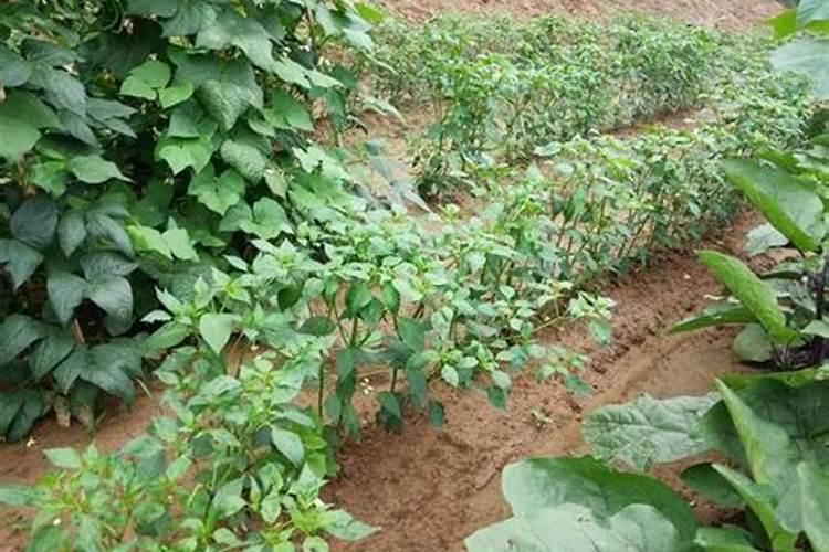 辣椒开花了要怎样浇水施肥