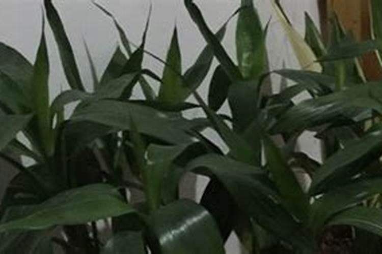 富贵竹浇什么肥料合适