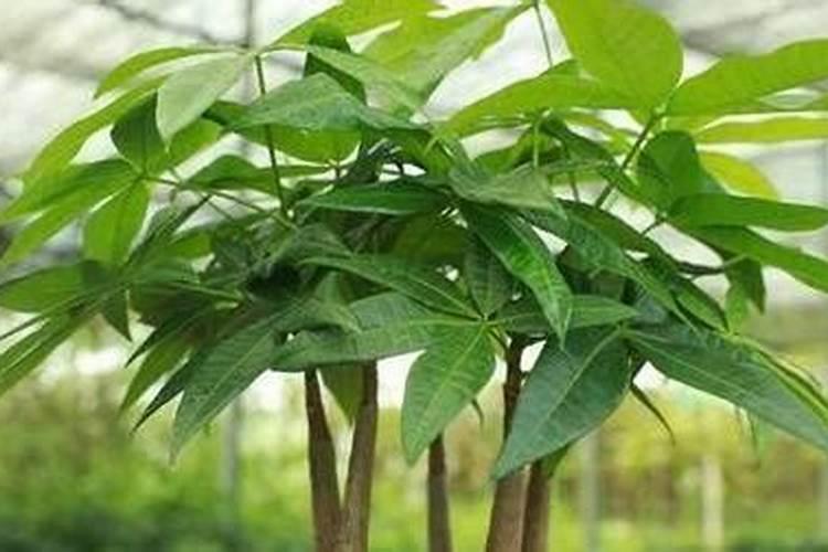 发财树多久喷一次叶面