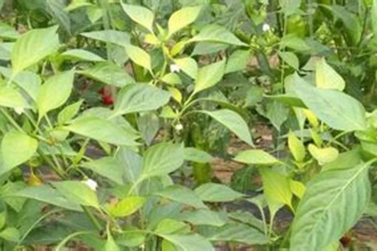 辣椒施肥过多怎么处理 辣椒施肥过多的症状