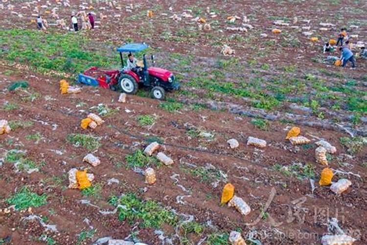 预防土豆重茬有没有用天清微量元素水溶肥的？