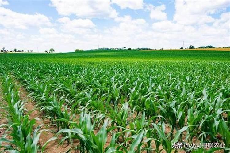 什么植物用来做肥料可以代替氮肥