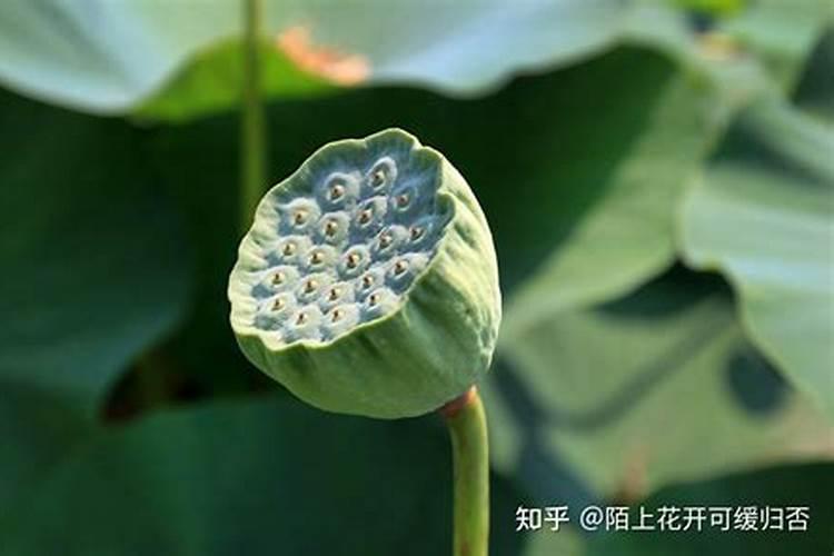 莲子要施什么肥结得更多