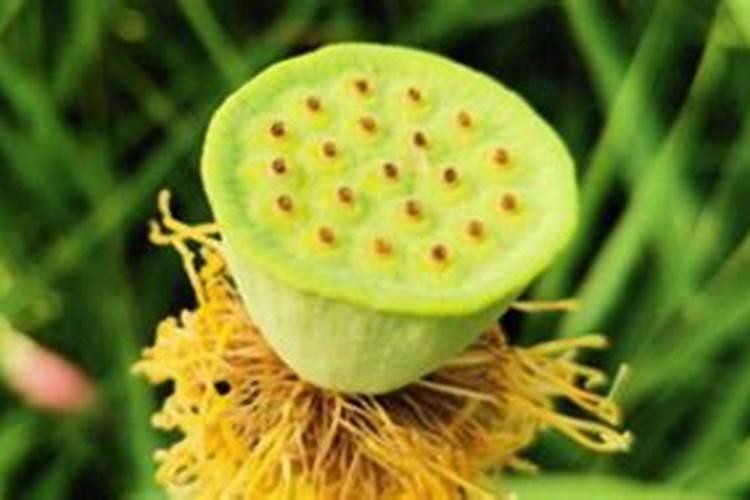 莲蓬的种植方法和注意事项