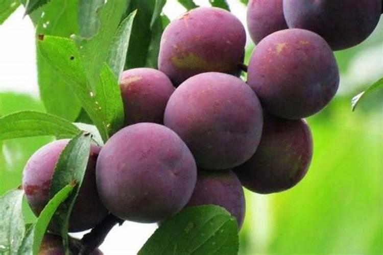 芒果什么时候施肥最好