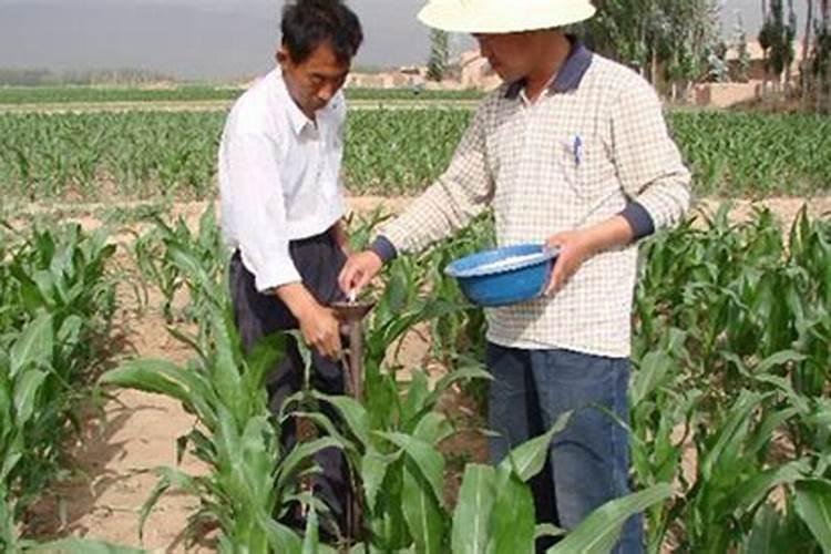 如何正确施用玉米缓控释肥