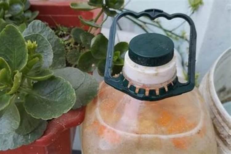 为什么有些豆类要施硼肥才能长豆子？