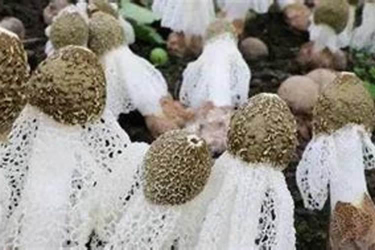 干竹子是什么颜色