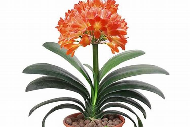 君子兰肥大了什么症状