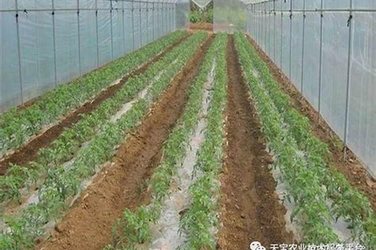 阳台种西红柿只开花不结果,4个办法让西红柿又大又圆