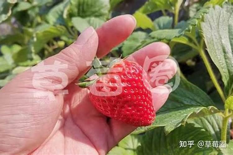 硝酸钾可以做肥料吗