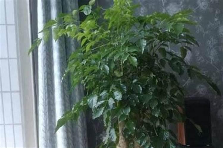 富贵树怎么施肥？