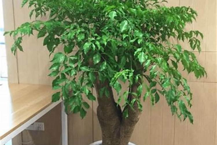 富贵树怎么施肥,这样施肥叶片又厚又绿!