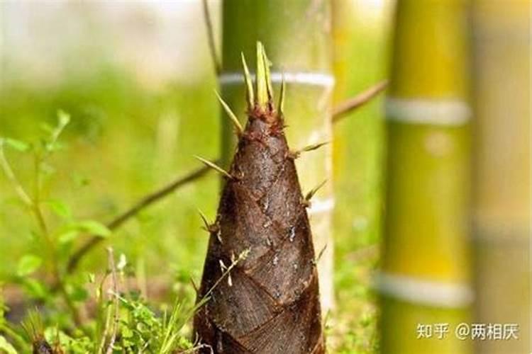 科学的施肥是高产前提,冬笋种植该怎么施肥？