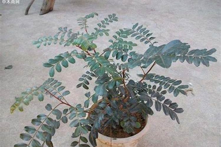 大豆种植需要施什么肥料？