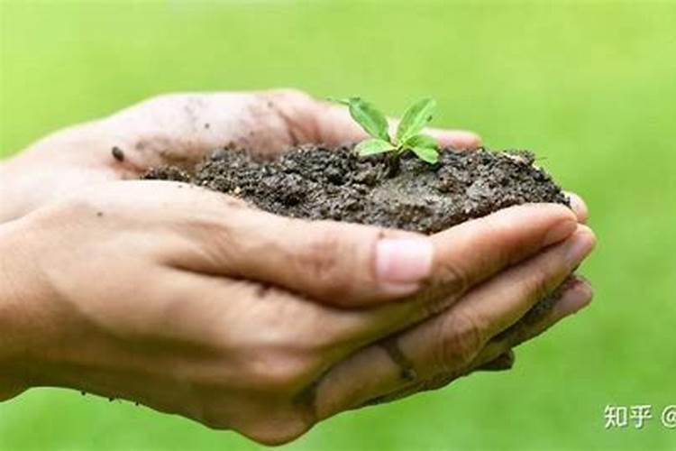 腐植酸水溶肥是什么肥料 腐植酸水溶肥料的作用有哪些