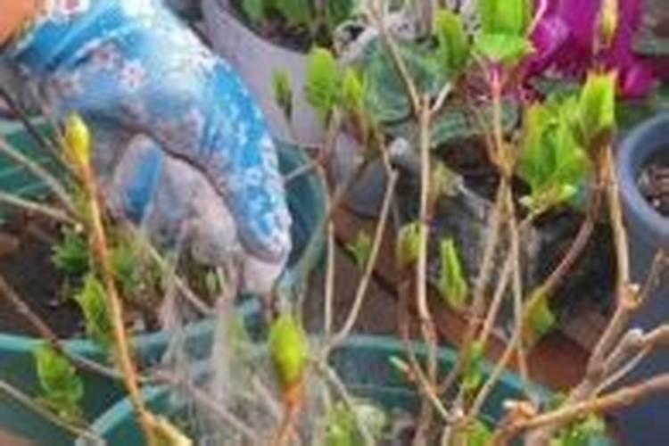 养花氮磷钾口诀,氮磷钾肥怎样施肥效果好