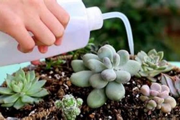 立秋之后多肉什么时候可以恢复浇水施肥