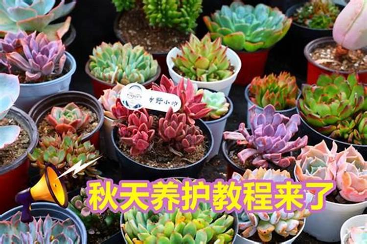 立秋之后多肉什么时候可以恢复浇水施肥