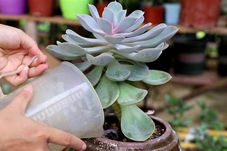 立秋后什么时候可以恢复浇水施肥？