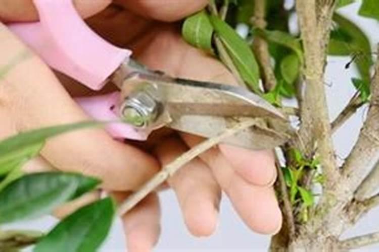 蕙兰花谢后如何养护