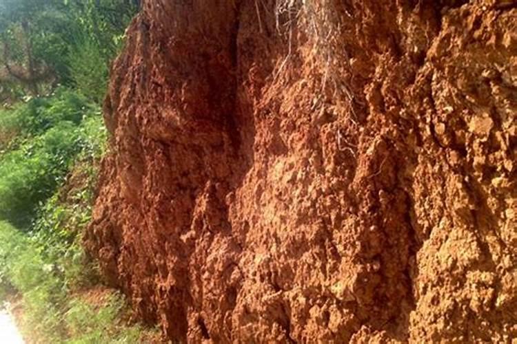 白菜怎么浇水施肥