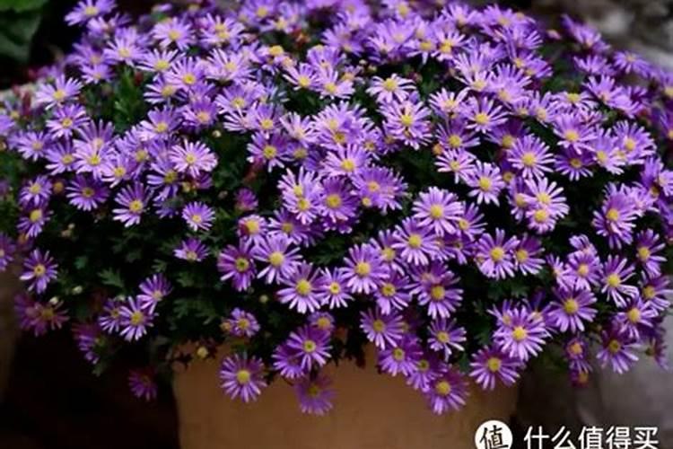 姬小菊怎么过冬天