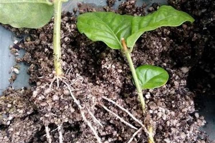 白菜怎么浇水施肥 保持畦面湿润