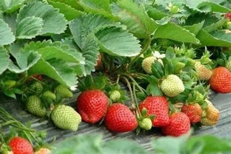 种植草莓的方法步骤