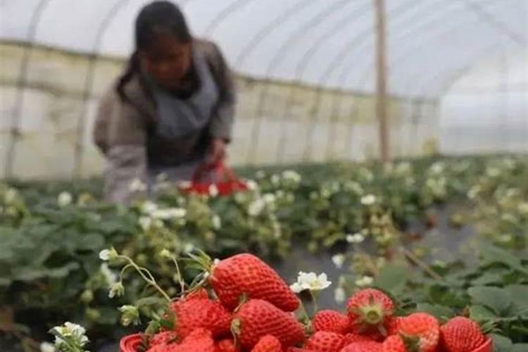 ...冲施肥要怎么选择,我们园里自己发酵的只有麻渣水？