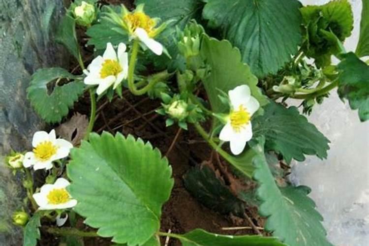 草莓浇水注意事项