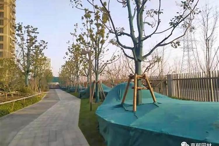 兰花冬天施什么肥最好