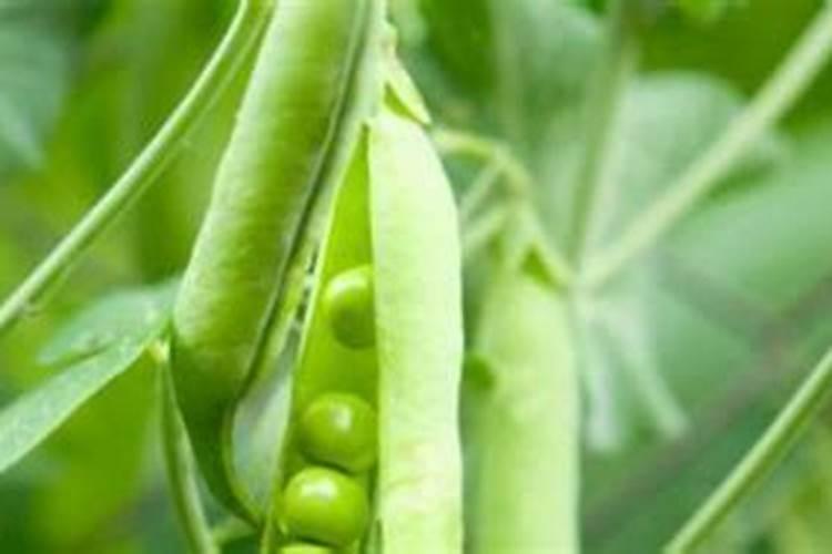 请问豌豆应该怎么追肥比较好？