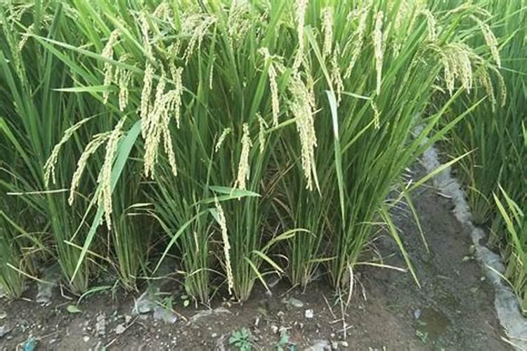 磷肥治盐碱地吗