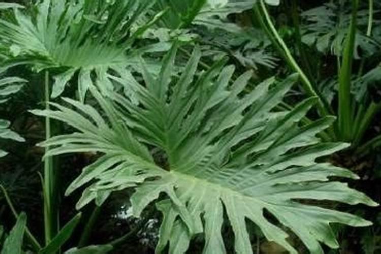 澳洲杉施肥用什么肥料最好 盆栽澳洲杉用磷酸二氢钾