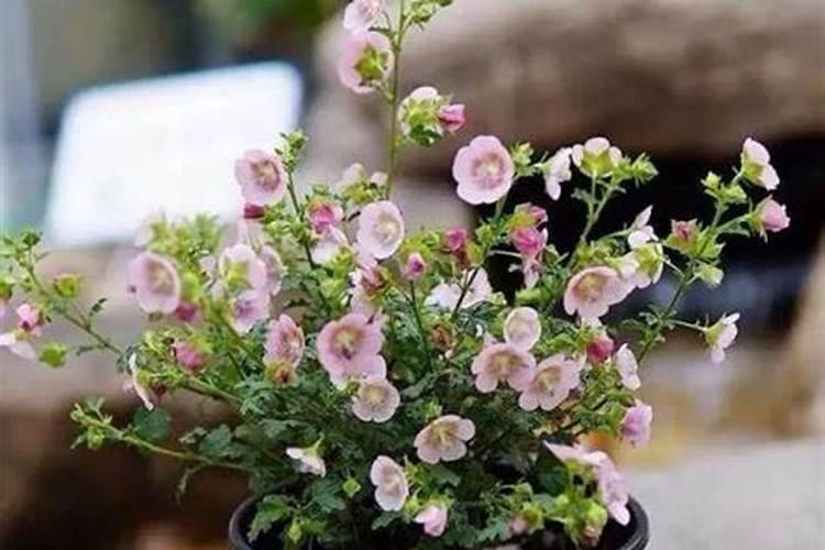 三角梅花期后如何施肥花开不断