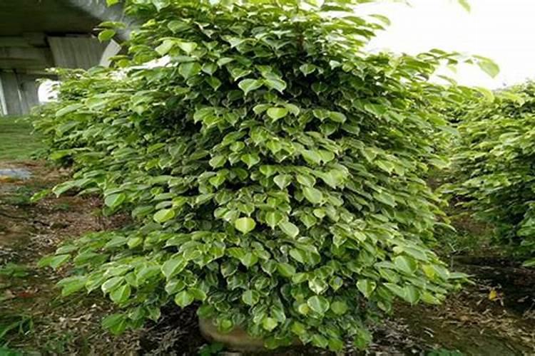 垂榕的特征与繁殖方法