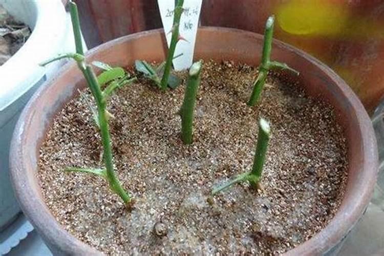 月季花扦插有哪些方法