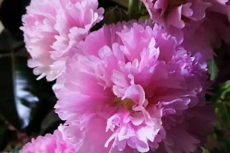 芙蓉花花期可以施肥吗