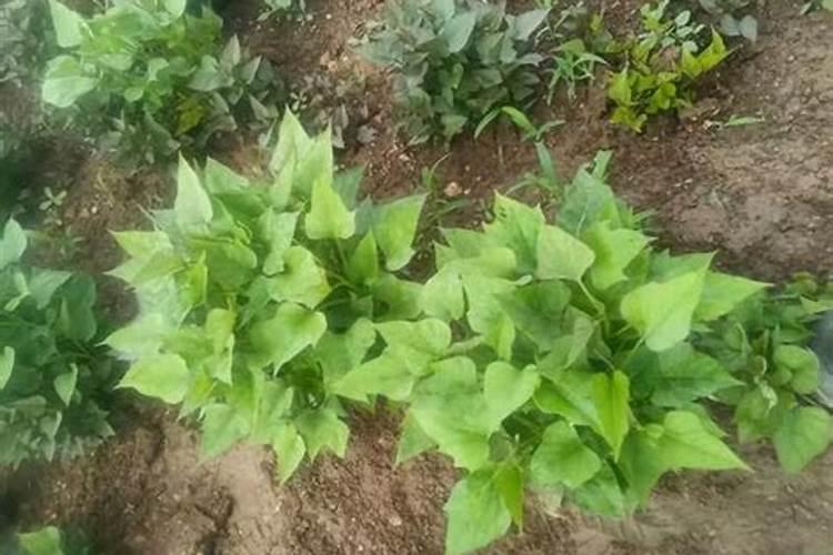 红薯怎么施肥又大又甜？红薯促花保果膨大剂,红薯膨果用昆仑风