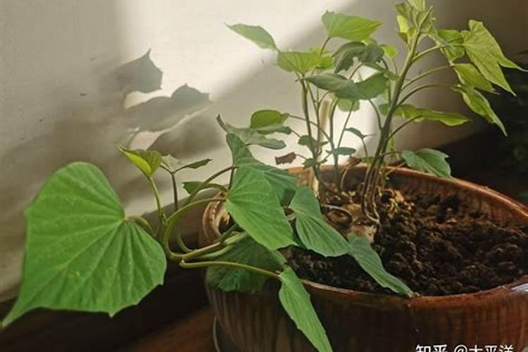 红薯一共要施肥几次 施什么肥可以提高产量