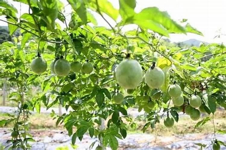 百香果施肥方案
