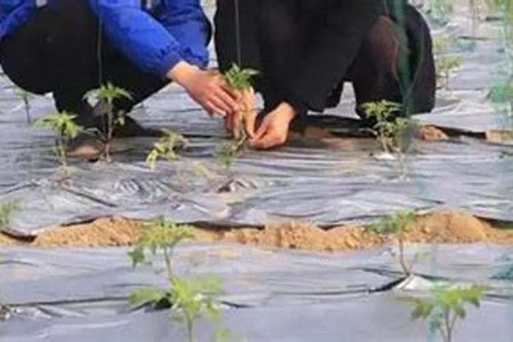 怎么提高土壤温度