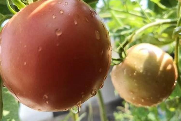 西红柿用什么叶面肥比较好